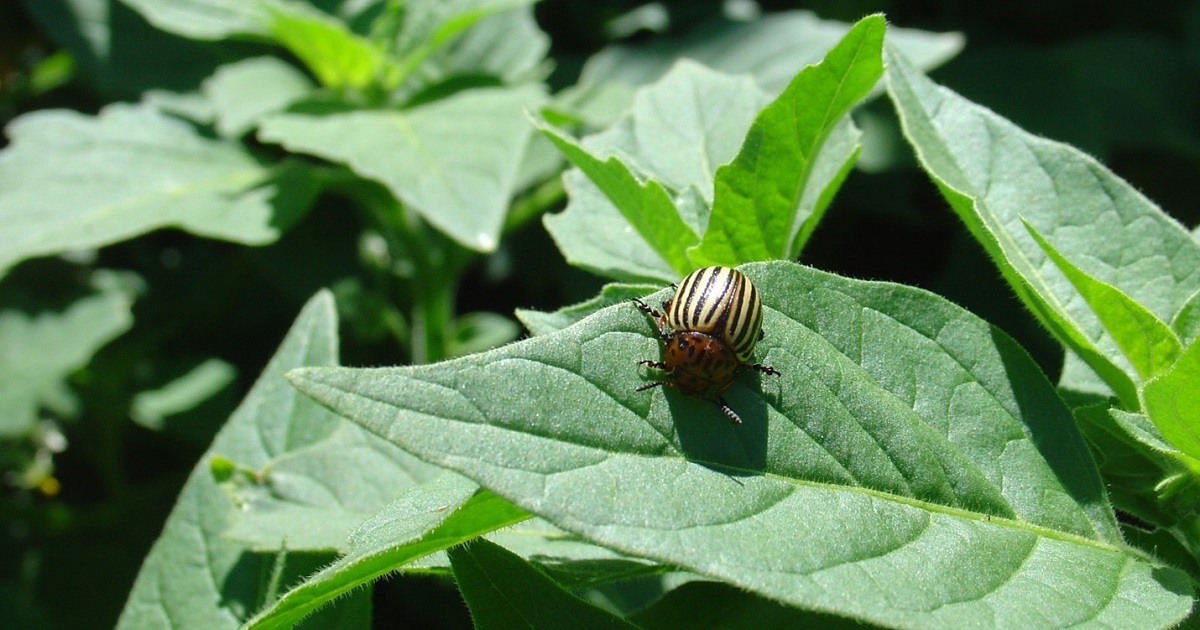 this agronomic image shows a colorado potato beetle