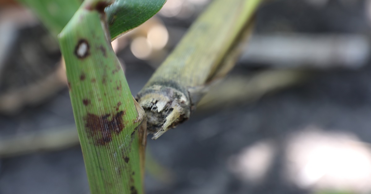 This agronomic image shows Corn rootworm damage contributed to down corn at the Dixon, IL, Grow More™ Experience site.