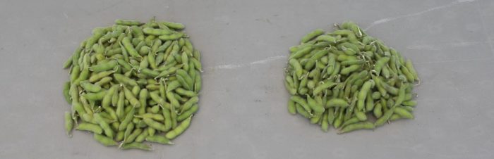 This agronomic image shows soybean pod comparisons 