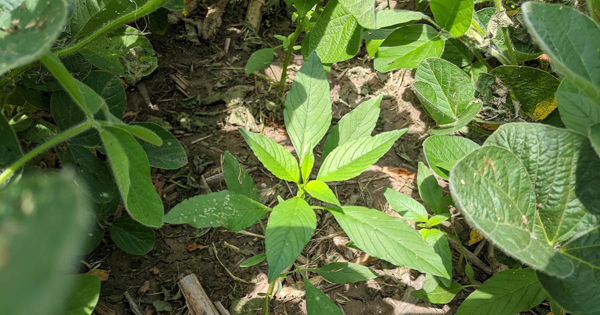 Waterhemp growing in between the rows of soybeans in the untreated check at the Yarmouth, IA, Grow More Experience site.
