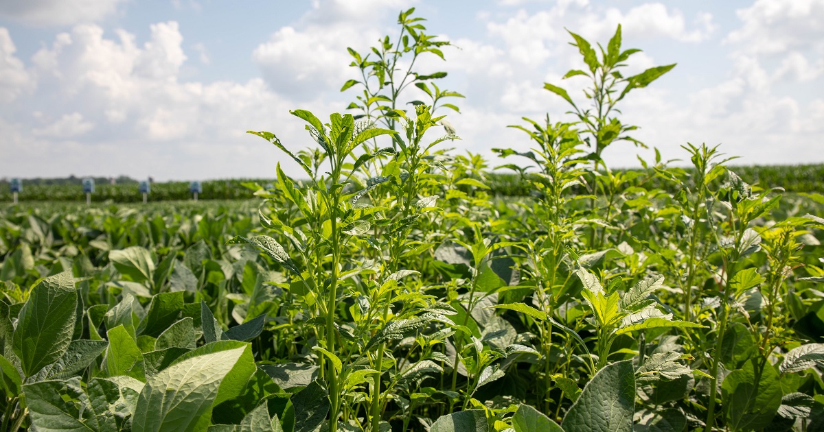 Waterhemp growing in between the rows of soybeans at the Brooklyn, WI, Grow MoreTM Experience site in July, 2020.