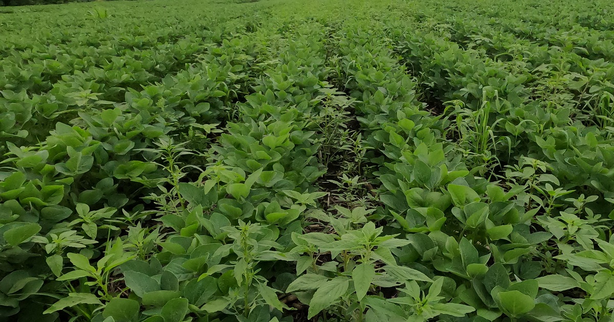 Waterhemp growing in between the rows of soybeans at the Morgan, MN, Grow More™ Experience site in July, 2020.