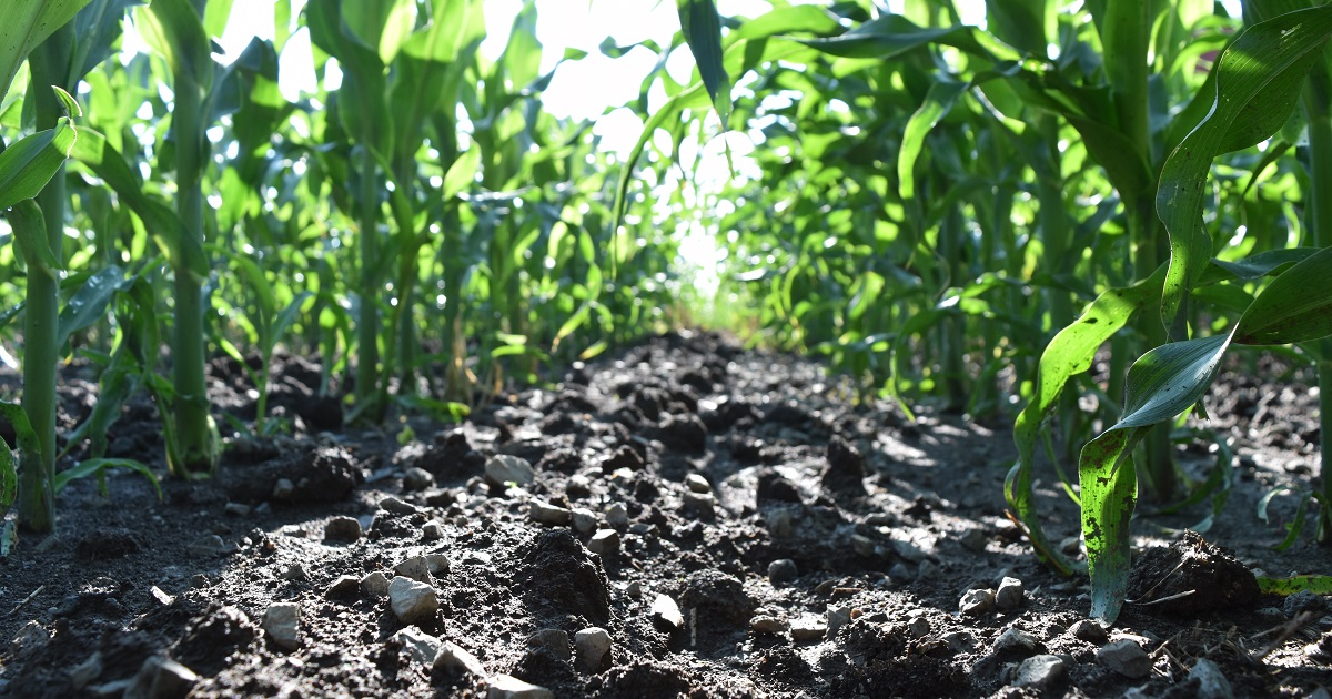 This agronomic image shows a weed-free corn row.