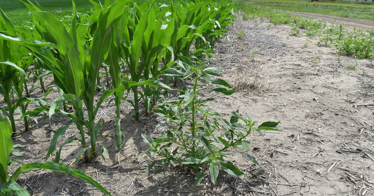 This agronomic image shows how Waterhemp competes with early-season corn.