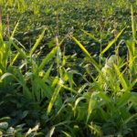 This agronomic image shows Volunteer corn in a soybean field.