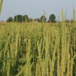 This agronomic image shows Palmer amaranth in soybean field.