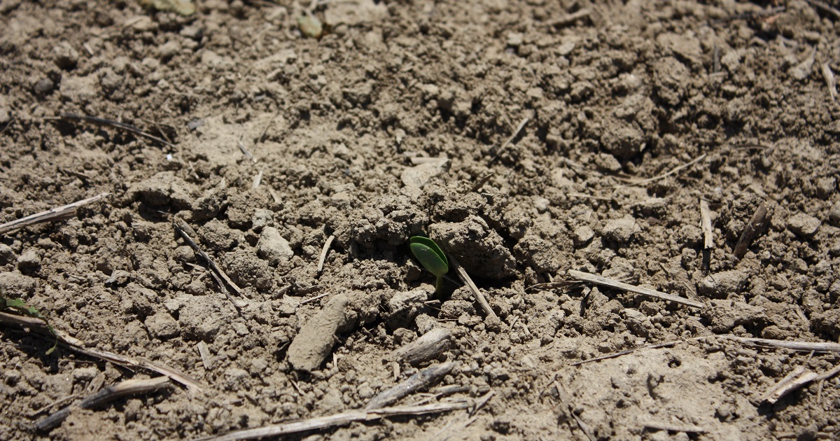 This agronomic image shows a soybean seed emerging in KY in spring, 2020.