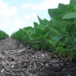 This agronomic image shows a clean soybean row