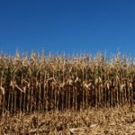 This agronomic image shows corn at harvet.