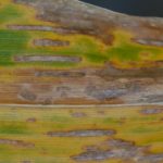 this agronomic image shows gray leaf spot