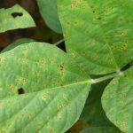 This agronomic image shows frogeye leaf spot in soybeans