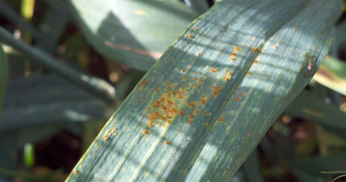 this agronomic image shows Stripe rust on wheat flag leaf