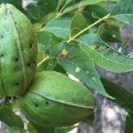 this agronomic image shows a healthy pecan
