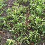 Broadleaf weed control of a synthetic auxin herbicide applied to appropriate soybean herbicide trait system