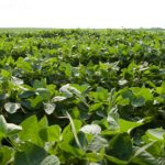 This agronomic image shows soybeans