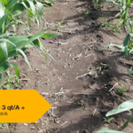 This agronomic image shows a preemergence corn herbicide trial at our York, NE, Grow More Experience site
