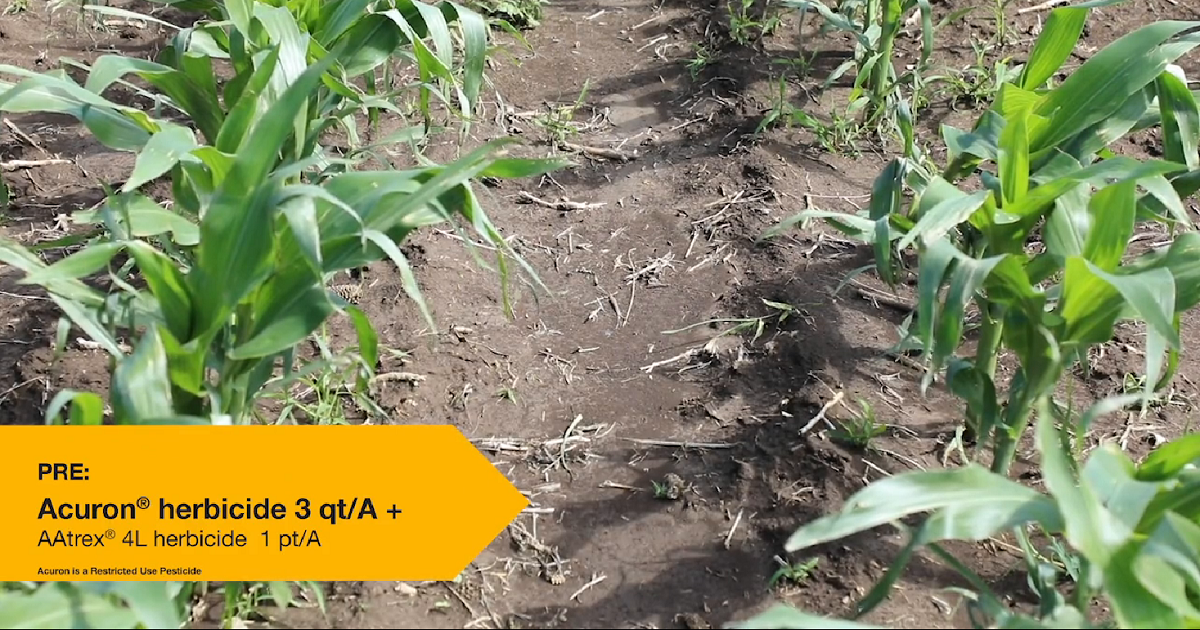 This agronomic image shows a preemergence corn herbicide trial at our York, NE, Grow More Experience site