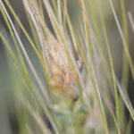 This agronomic image shows fusarium head blight in wheat
