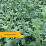 This agronomic image shows a soybean bare-ground trial