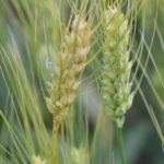 This agronomic image shows Fusarium head blight in wheat.