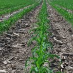 this agronomic image shows clean corn rows.