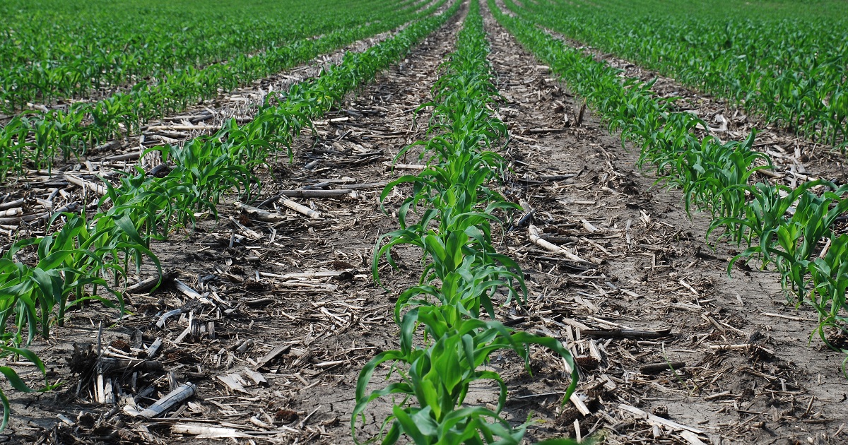 this agronomic image shows clean corn rows.