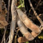 this agronomic image shows White mold-infected soybeans