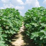 This agronomic image shows a cotton field.