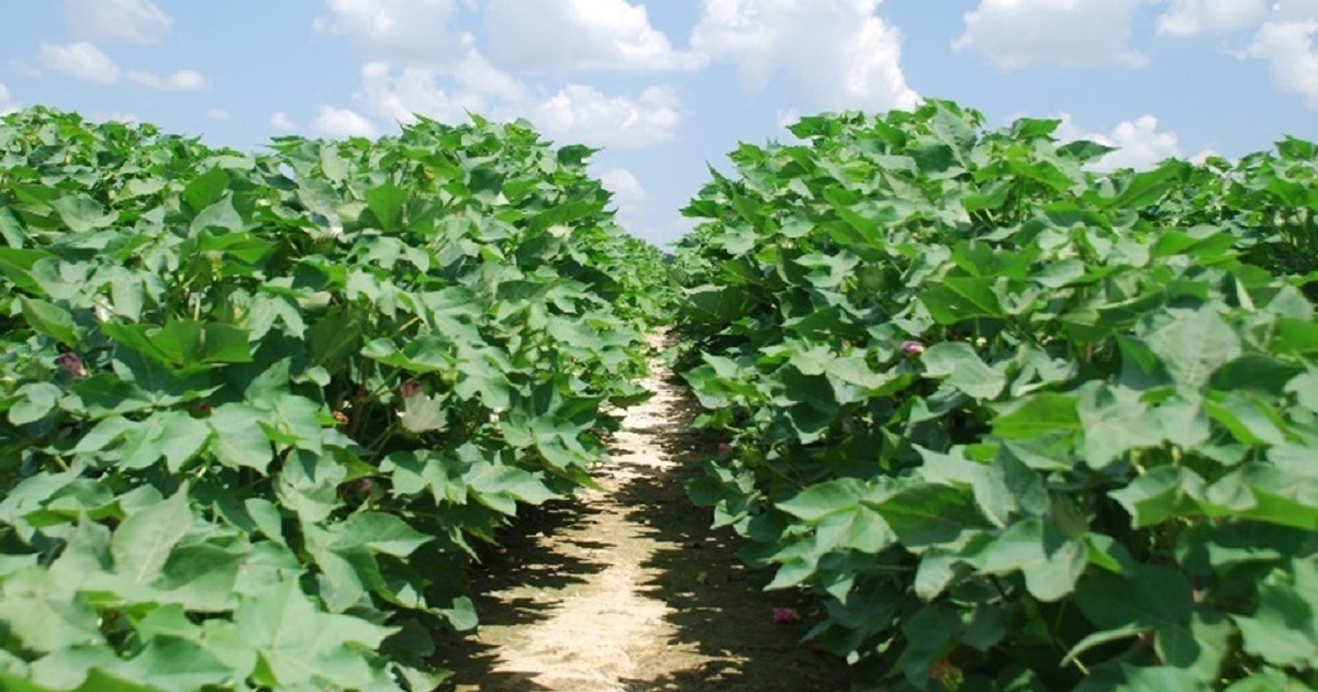 This agronomic image shows a cotton field.