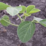 This agronomic image shows a young soybean