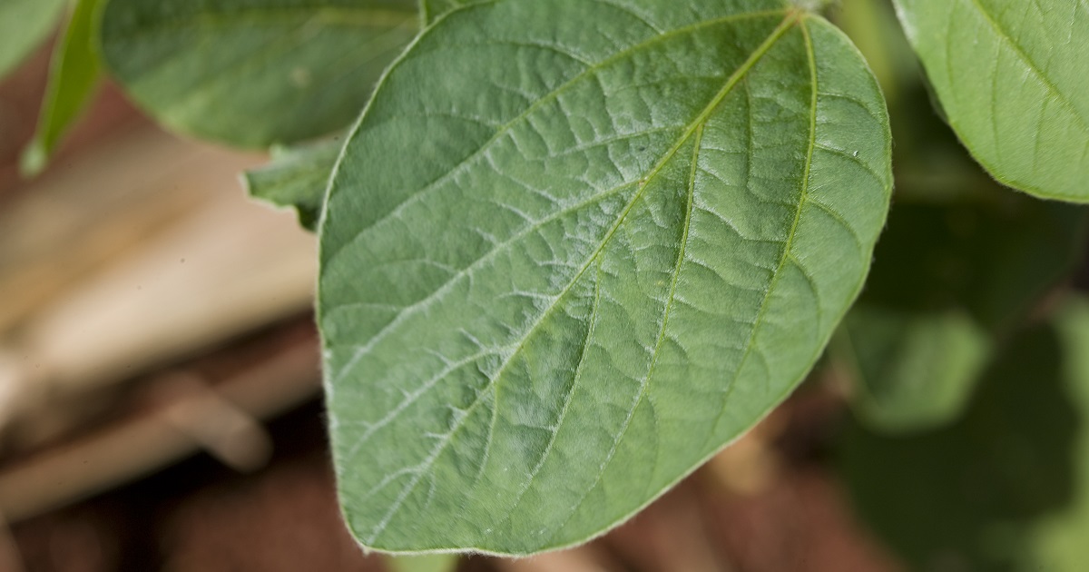 this agronomic image shows soybean leaves