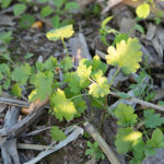 This agronomic image shows common chickweed