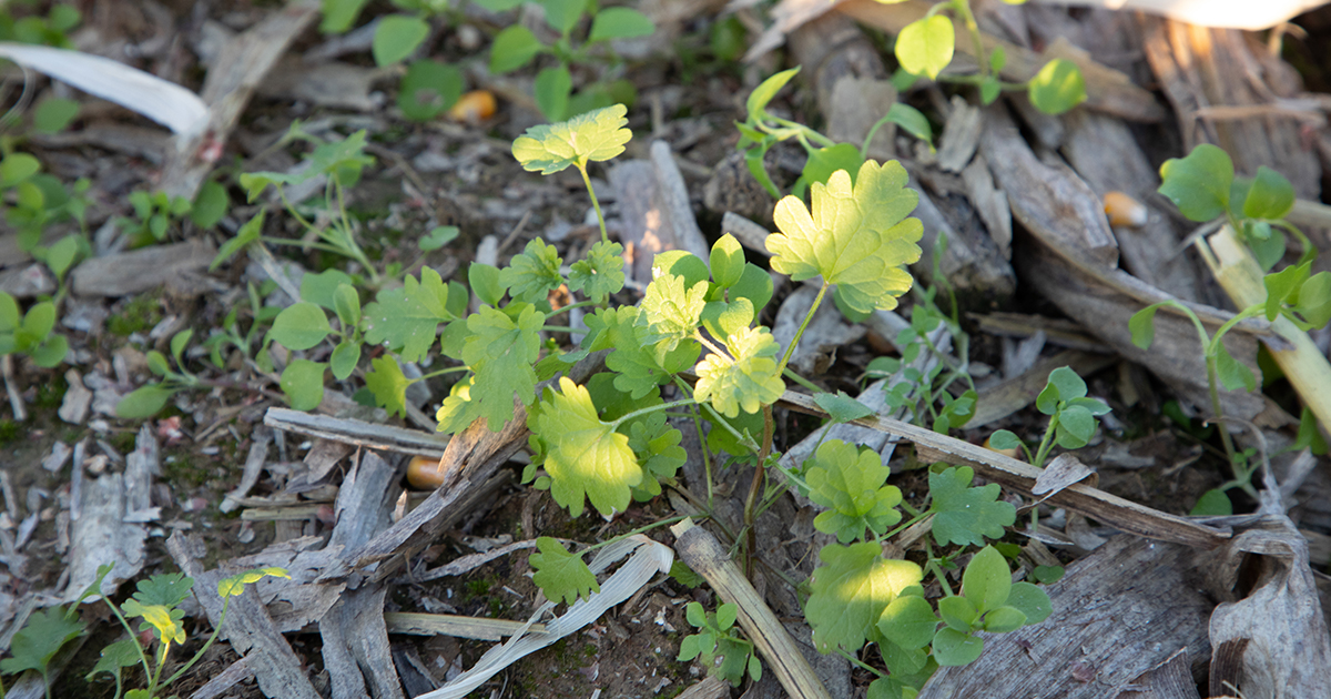 This agronomic image shows common chickweed