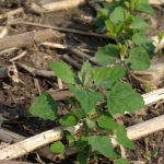 THis agronomic image shows lambsquarters