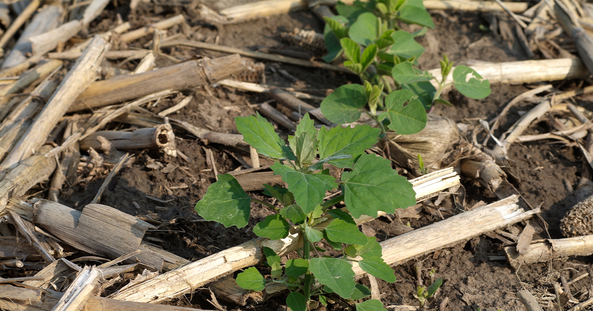 THis agronomic image shows lambsquarters