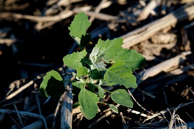 this agronomic image shows lambsquarter