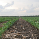 This agronomic image shows a clean soybean row