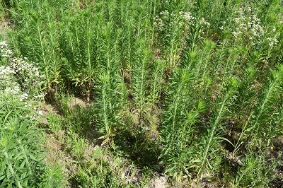This agronomic image shows marestail