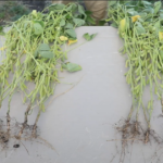 This agronomic image compares soybean roots