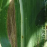 This agronomic image shows northern corn leaf blight damage