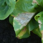 This agronomic image show downy mildew