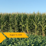 A view of the corn and soybean trial plots at our Lamartine, WI, Grow More™ Experience site