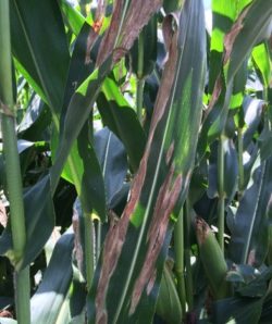 This agronomic image shows northern corn leaf blight damagel