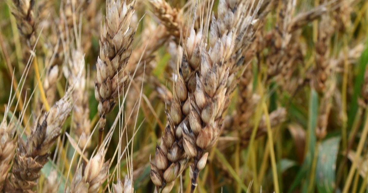 This agronomic image shows untreated wheat infected with Fusarium head blight.