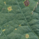 this agronomic image shows frogeye leaf spot