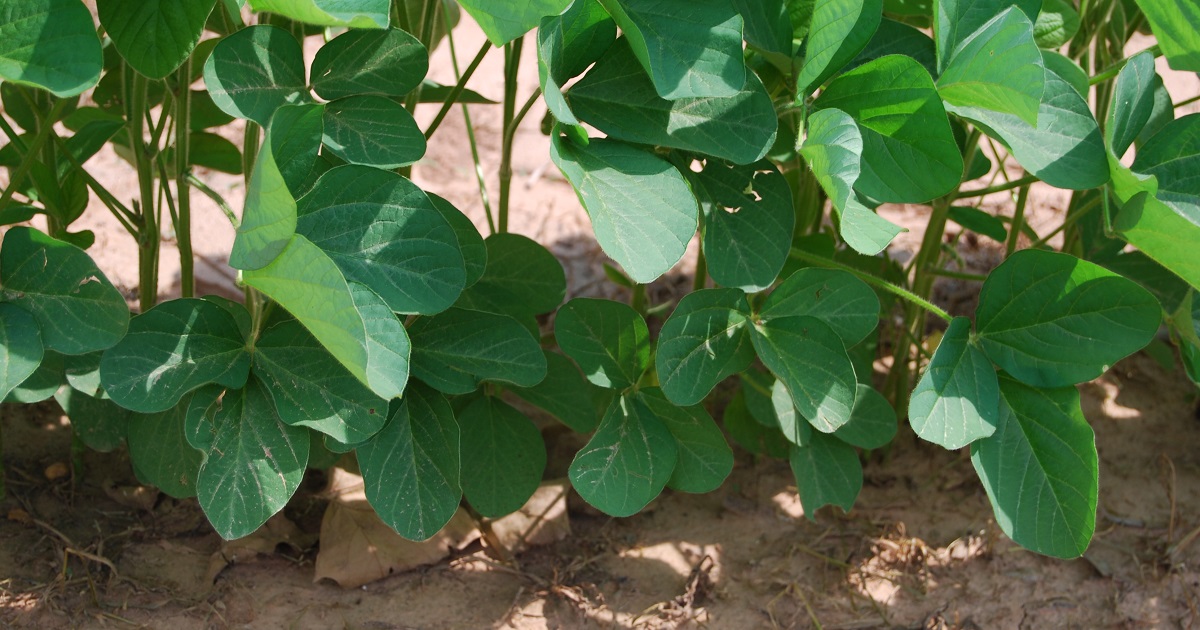 This agronomic image shows Young soybean seedlings