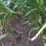 This agronomic image shows a clean corn row