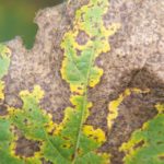 Soybean leaf infected with brown spot