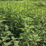 weeds growing in soybean rows