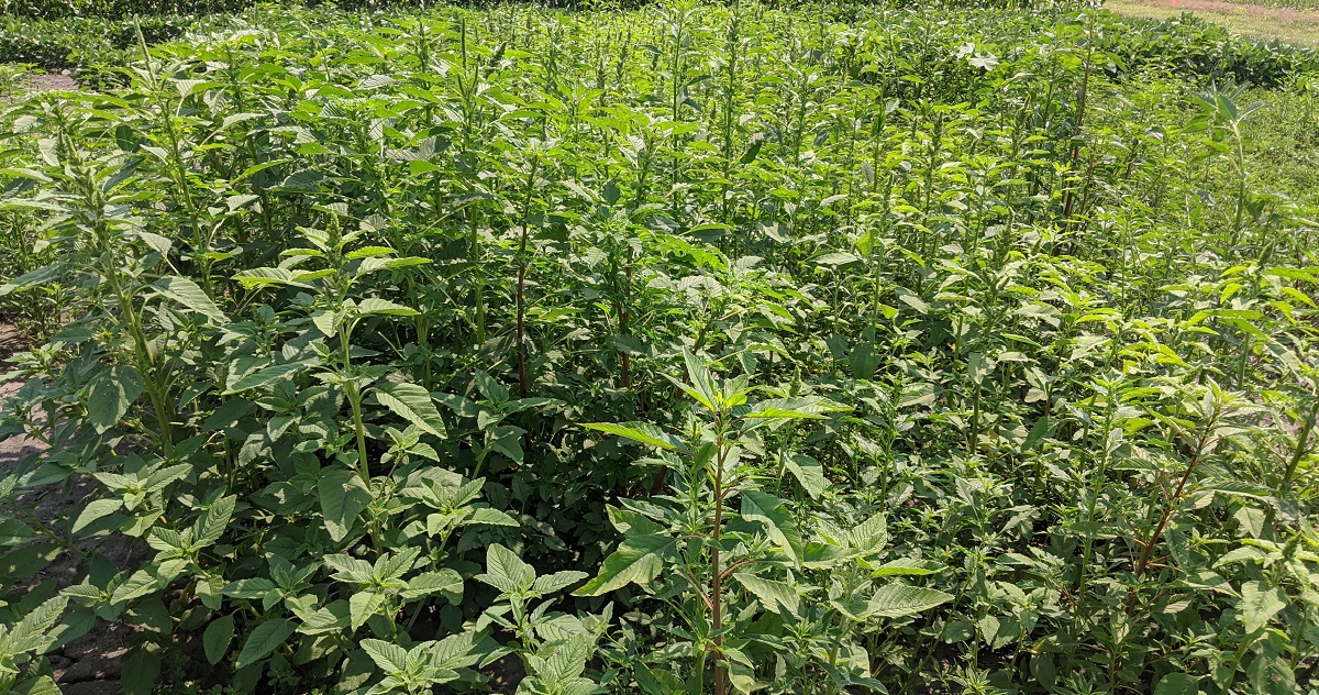 weeds growing in soybean rows